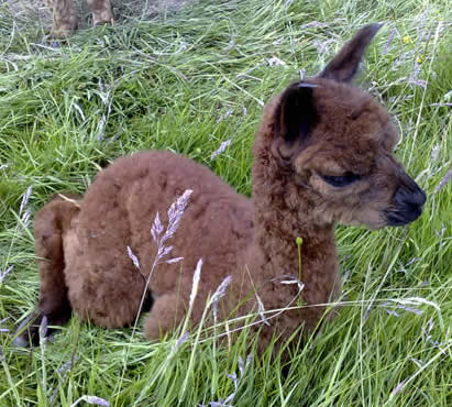 Alpaca cria called Rocky