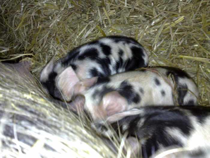 Lalya the Kune Kune and Piglets